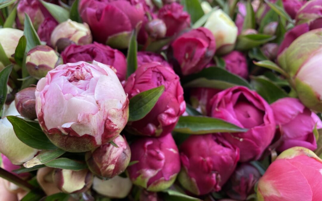 Episode 27: The Ephemeral Peony