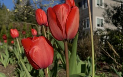 Episode 42: Spring color begins in the fall with bulb planting