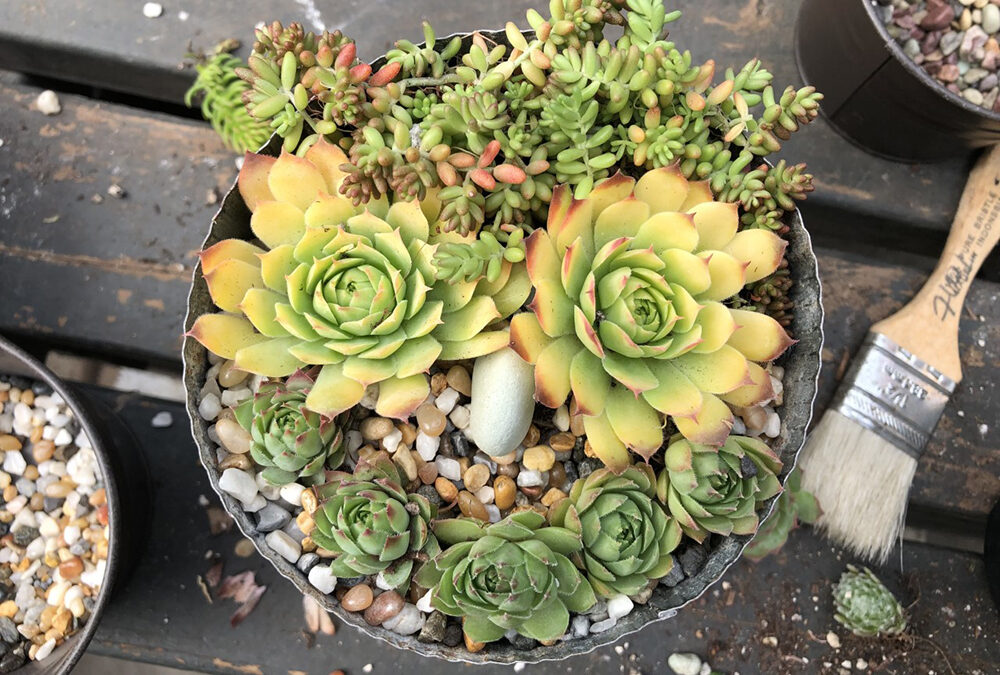 Episode 46: Succulents Are Such Sweet Sweeties