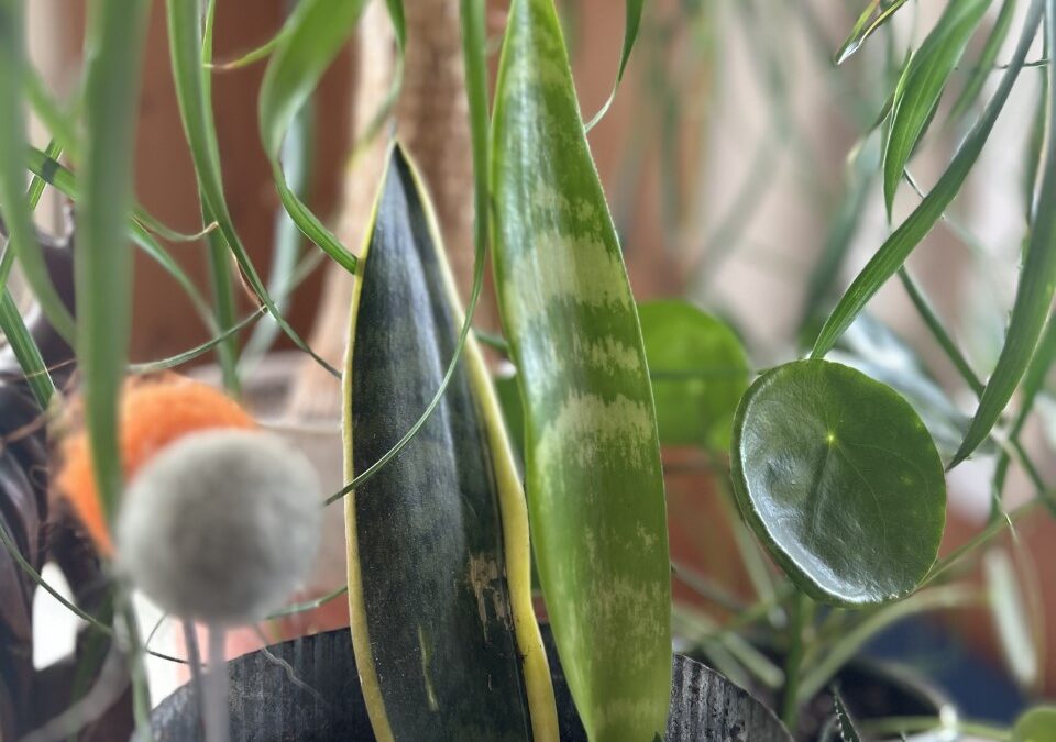 RERUN! Episode 2: Popular Houseplants