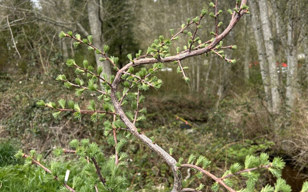 Episode 68: Let’s Play Name that Unusual Conifer!