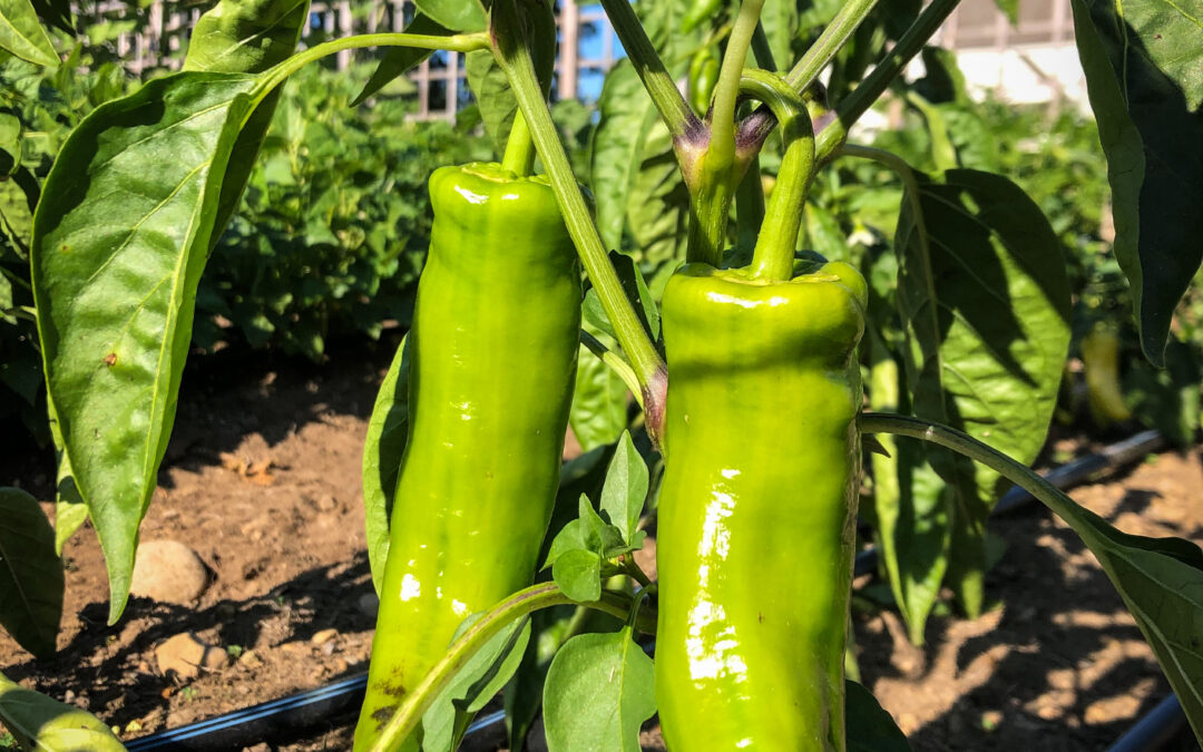 Episode 71: Pepper Planting Pep Talk