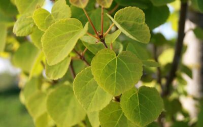 Episode 101: Plants with Heart (shaped leaves)