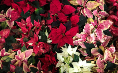 Episode 5: Perfectly Pretty Poinsettias