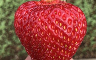 Episode 14: Brad Talks Strawberries
