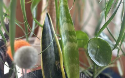 RERUN! Episode 2: Popular Houseplants