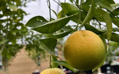 Episode 56: Citrus Trees CAN Survive!