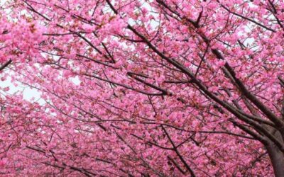 Episode 65: Flowering Trees Blooming NOW