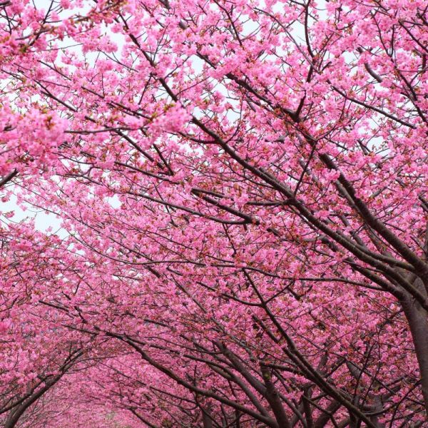 Episode 65: Flowering Trees Blooming NOW