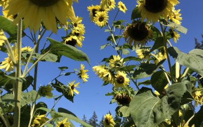 Episode 69: Planting to Promote Pollinators