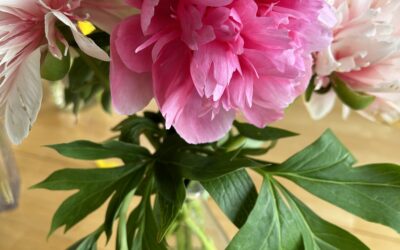 REBROADCAST: Perfectly Pretty Peonies