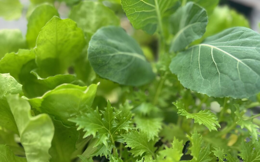 Episode 154: Grow Food