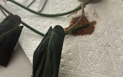 Episode 155: Houseplant Hack Myths Debunked