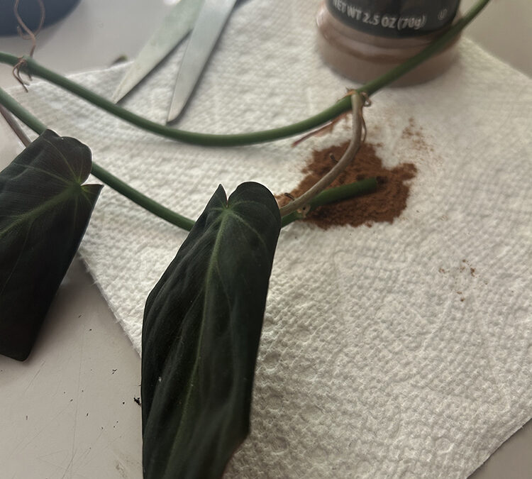 Episode 155: Houseplant Hack Myths Debunked