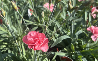 Episode 156: Mother’s Day Delights