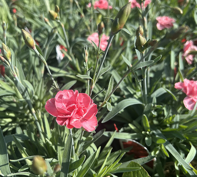 Episode 156: Mother’s Day Delights