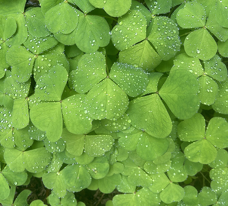 Episode 157: Benefits of Planting Natives